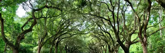 Savannah